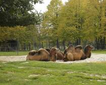 Kamele in ihrem Gehege in der Wilhelma Stuttgart(27.10.2011).