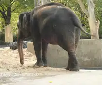 Ein Asiatischer Elefant sucht in seinem Gehege nach Fressbarem (Wilhelma Stuttgart, 27.10.2011).