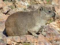 Der Lebensraum der Dassies sind die Klippen (Klippspringer). Der Murmeltier grosse Pflanzenfresser ist ein naher Verwandter der Elefanten!