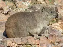 Der Lebensraum der Dassies sind die Klippen (Klippspringer). Der Murmeltier grosse Pflanzenfresser ist ein naher Verwandter der Elefanten!