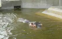 Mehr als die Augen will dieses Flusspferd auch nicht von sich zeigen... (Wilhelma Stuttgart, 27.10.2011)