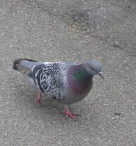 Straentaube oder auch  Luftratte ... (Bietigheim-Bissingen, 14.05.2011)