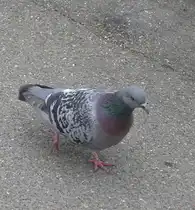 Stra�entaube oder auch  Luftratte ... (Bietigheim-Bissingen, 14.05.2011)