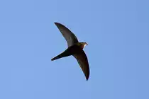 Mauersegler im Vorbeiflug - 26.07.2012
