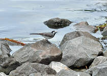 Bachstelze am Ufer des Laacher See - 21.06.2012