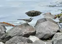 Bachstelze am Ufer des Laacher See - 21.06.2012