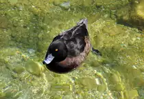 Reiherentenweibchen am K�nigssee - 26.04.2012