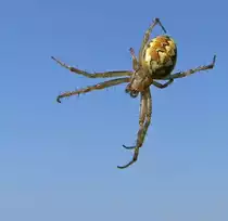 Heideradspinne - S�dlich von Berlin