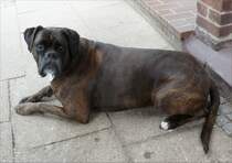 Deutscher Boxer  Charlotte , Alter 8 Jahre. Aufnahme 27.07.2012 in Scheeel.