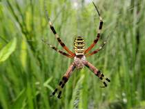 Wespenspinne(Argiope bruennichi)wartet hngend in ihrem Nest auf fette Beute; 120722