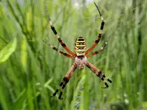 Wespenspinne(Argiope bruennichi)wartet h�ngend in ihrem Nest auf fette Beute; 120722