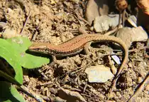 Eine Eidechse genie�t die seltenen Sonnenstrahlen dieses Sommers.
Aufgenommen in Piesport an der Mosel am 24.7.2012.