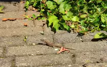 Eine kleine Eidechse genie�t die seltenen Sonnenstrahlen dieses Sommers.Aufgenommen in Piesport an der Mosel 25.7.2012.