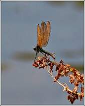 Blauflgel-Prachtlibelle (Calopteryx virgo), Weibchen mit aufgestellten Flgeln, aufgenommen am 26.07.2012. (Jeanny)