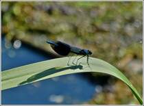 Mnnchen der Gebnderten Prachtlibelle (Calopteryx splendens) aufgenommen am 25.07.2012.  (Jeanny)