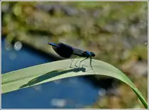 M�nnchen der Geb�nderten Prachtlibelle (Calopteryx splendens) aufgenommen am 25.07.2012.  (Jeanny)