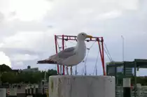 Fast schon handzahm, diese Möwe im Kieler Hafen am 11.7.2012.