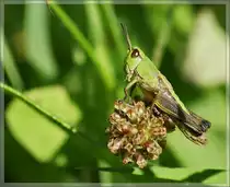 Sie hat mich beobachtet, liess sich aber trotzdem von mir fotografieren:eine gr�n-braune Grille.
(31.07.2012)