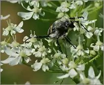 Diesen K�fer habe ich noch nie gesehen, er scheint aber ziemlich gefr�ssig.
Wie heisst dieses Tierchen?
(31.07.2012)
