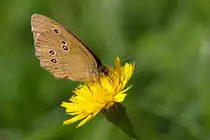 Ausgesaugt-eine Bl�te vom Braunen Waldvogel  - 01.08.2012