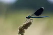 Geb�nderte Prachtlibelle schaukelt im Wind, Juli 2011.