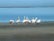 Sie jagen nicht nur gemeinsam, auch wird gemeinsam Toilette gemacht. Pelikane in der Walvisbay, Namibia.