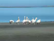 Sie jagen nicht nur gemeinsam, auch wird gemeinsam Toilette gemacht. Pelikane in der Walvisbay, Namibia.