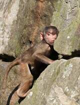 Mantelpavian - Zoo Berlin