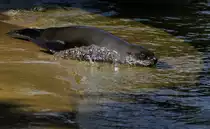 S�dafrikanischer Seeb�r - Zoo Berlin