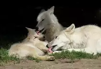 Polarw�lfe - Zoo Berlin