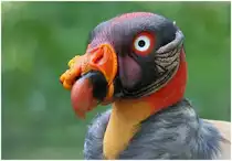 K�nigsgeier - Tierpark Berlin