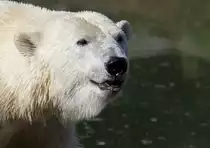 Eisb�r - Zoo Berlin