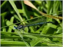M�nnchen des Blauen Federlibelle (Platycnemis pennipes). 25.07.2012 (Hans)