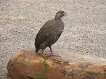 Das Francolin ist eine Wildhuhn-Art in der Kapgegend. Western Cape, Suedafrika.