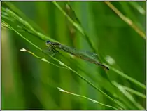 Weibchen der Blauen Federlibelle (Platycnemis pennipes). 30.07.2012 (Jeanny)