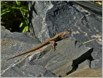 Diese Waldeidechse lie sich in aller Ruhe von mir ablichten, ohne mich aus dem Auge zu lassen. 01.08.2012  (Hans)