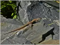 Diese Waldeidechse lie� sich in aller Ruhe von mir ablichten, ohne mich aus dem Auge zu lassen. 01.08.2012  (Hans)