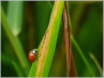 Punkloser Marienkfer im Schilf, gesehen am 31.07.2012. (Hans)
