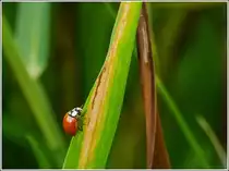 Punkloser Marienk�fer im Schilf, gesehen am 31.07.2012. (Hans)