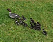 Schellente mit Kken am 06.06.2012 in Turku/Finnland beim Landgang beobachtet. Die 45 bis 50 cm groe Schellente wiegt 500 bis 1.300 g und erreicht eine Flgelspannweite bis zu 80 cm. Endlich geschafft