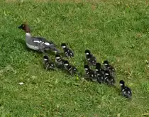 Schellente mit K�ken am 06.06.2012 in Turku/Finnland beim Landgang beobachtet. Die 45 bis 50 cm gro�e Schellente wiegt 500 bis 1.300 g und erreicht eine Fl�gelspannweite bis zu 80 cm. Endlich geschafft