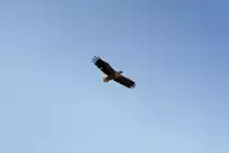 In der Ferne-ein Seeadler, im Juli 2011.