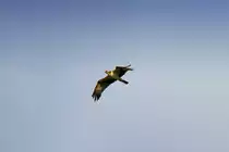 In der Ferne-ein Fischadler, im Juli 2011.