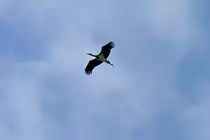 In weiter Ferne-ein Schwarzstorch, im August 2011.
