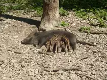 Eine Bache mit ihren s�ugenden Kindern in Ortenburg am 23.07.2012