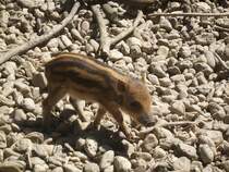 Ein Frischling in Ortenburg am 23.07.2012