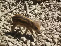 Ein Frischling in Ortenburg am 23.07.2012