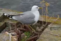 Eine M�we beim br�ten am Schiffsanleger in Tampere am 09.06.2012 