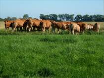 Kuhversammlung im Osteland zwischen Osten und Oberndorf im Landkreis Cuxhaven. Aufnahmedatum 2012-07-27