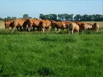 Kuhversammlung im Osteland zwischen Osten und Oberndorf im Landkreis Cuxhaven. Aufnahmedatum 2012-07-27